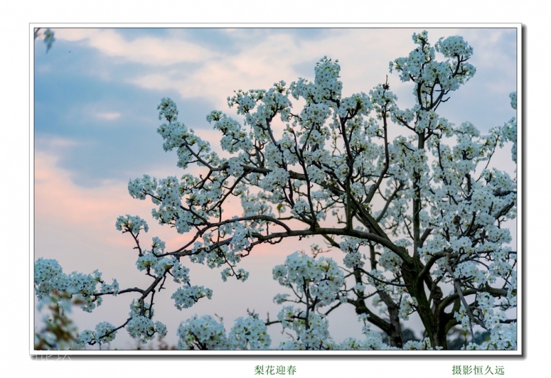 迎春31.jpg