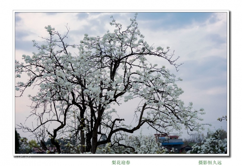 迎春30.jpg