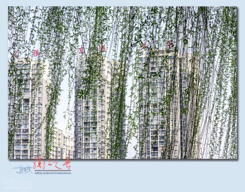 滨江之春——11.jpg