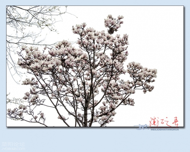 滨江之春——15.jpg