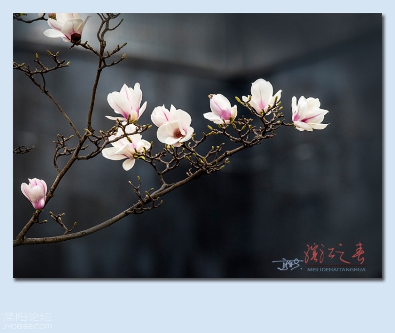 滨江之春——17.jpg
