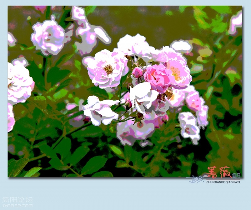 蔷薇——13.jpg