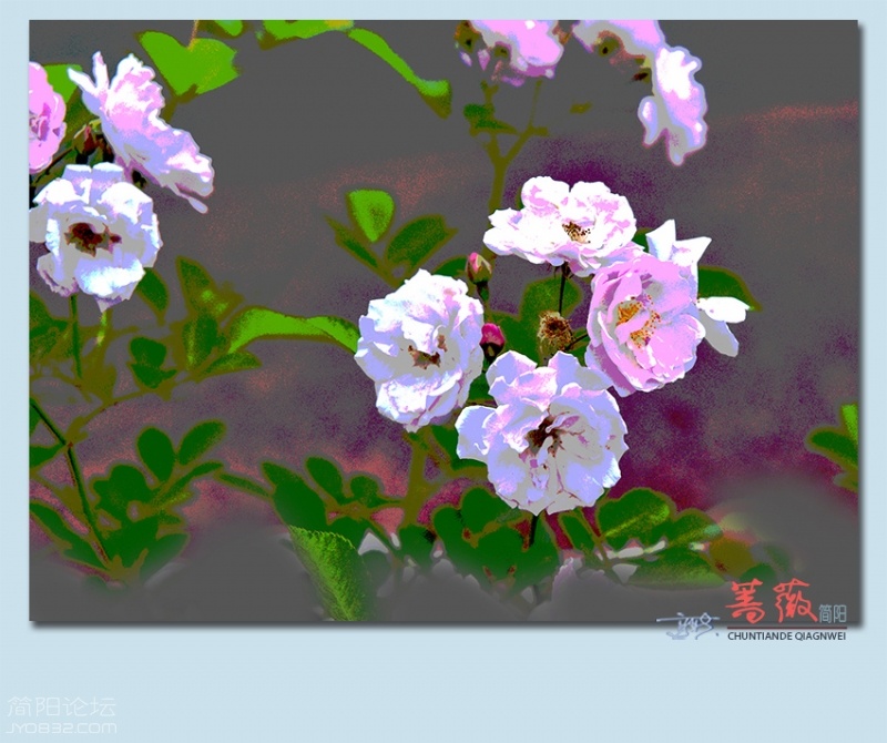 蔷薇——18.jpg