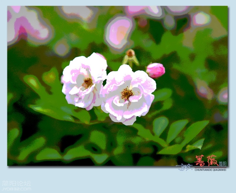 蔷薇——25.jpg