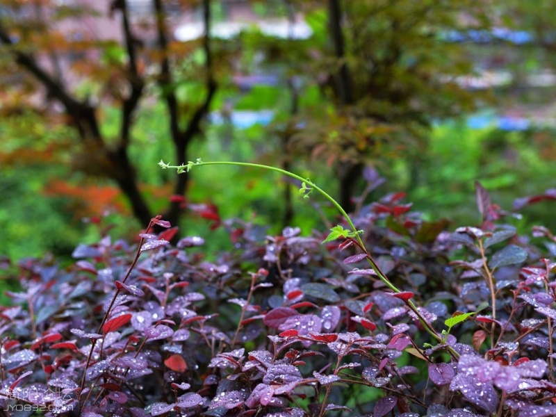 DSC_6097.jpg