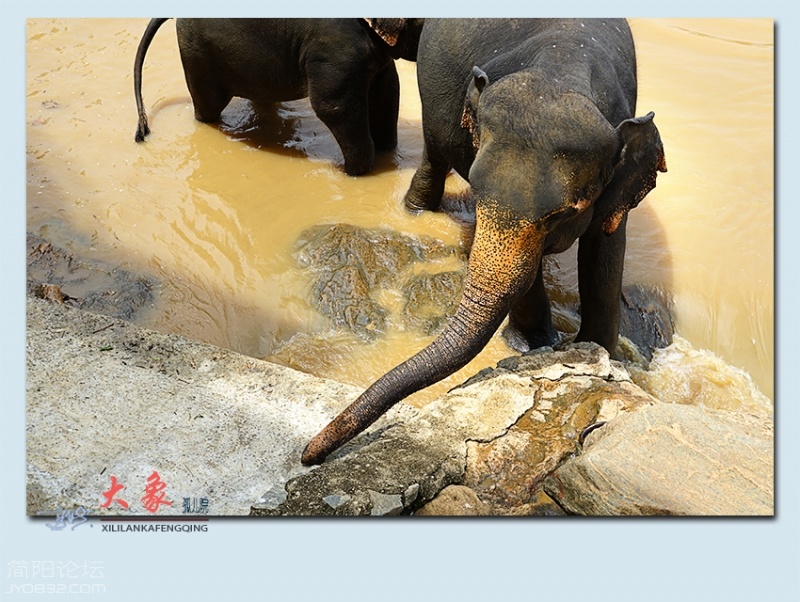 大象孤儿院——04.jpg
