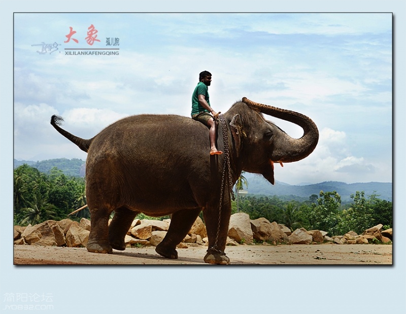 大象孤儿院——05.jpg
