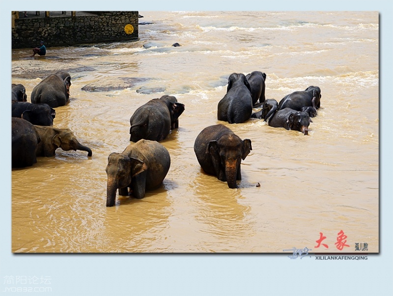 大象孤儿院——15.jpg