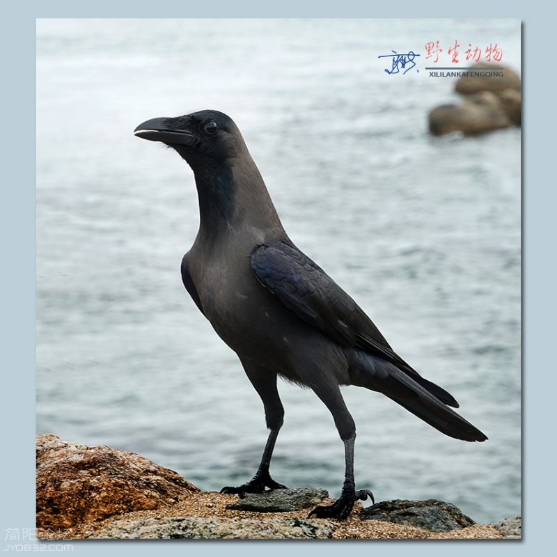 野生动物——03.jpg