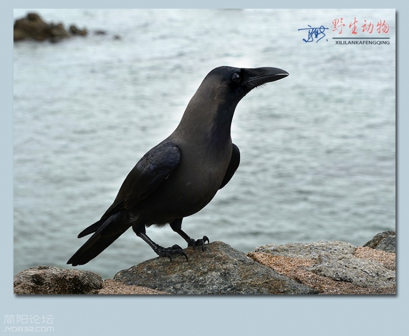 野生动物——12.jpg