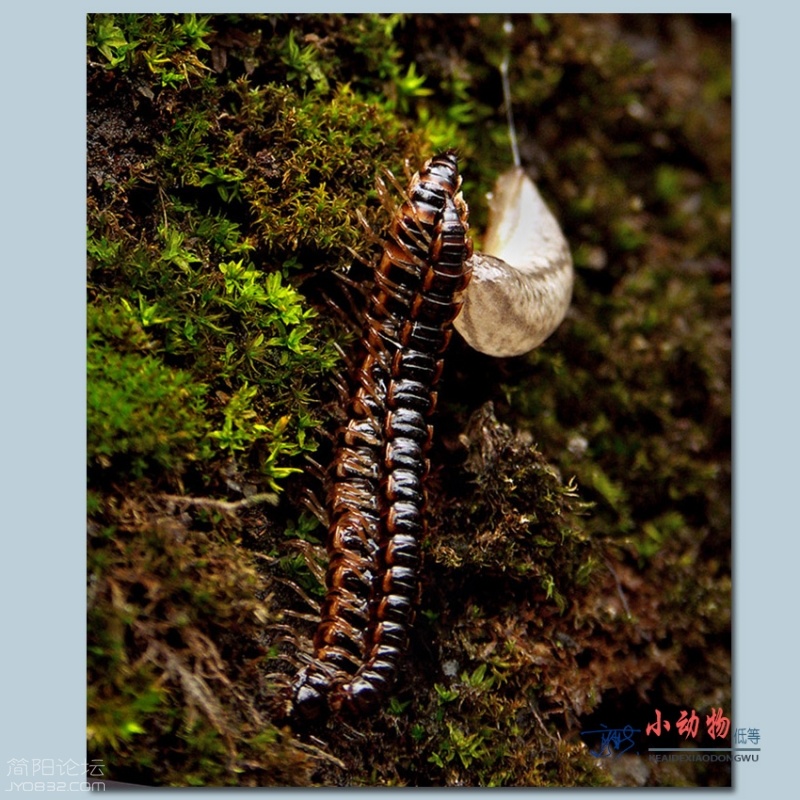 小动物——05.jpg