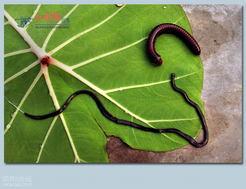 小动物——12.jpg