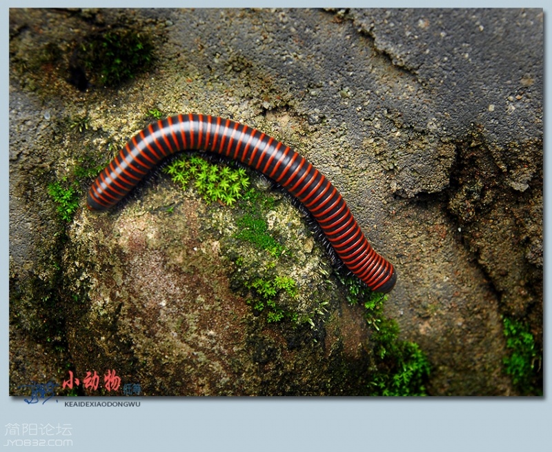 小动物——20.jpg