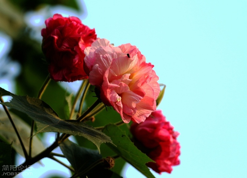 IMG_7765.jpg