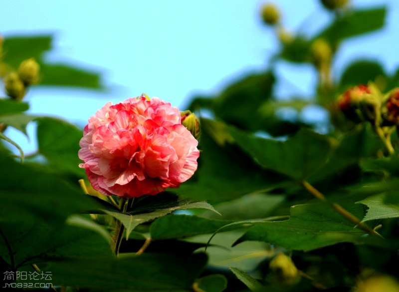 IMG_7766.jpg