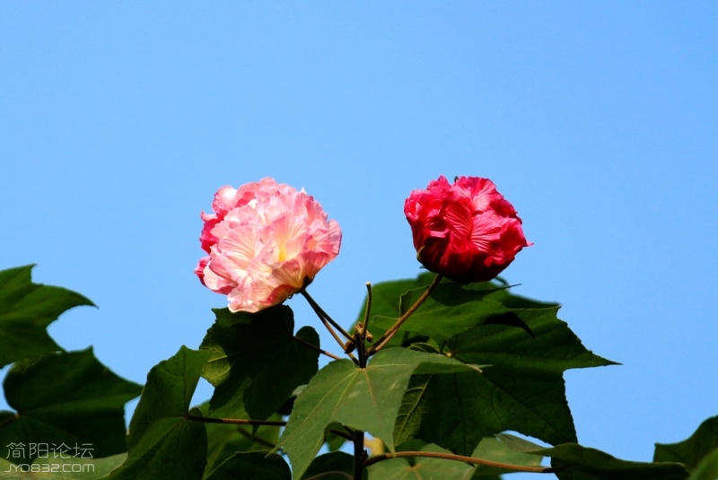 IMG_7806.jpg