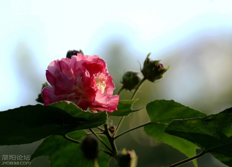 IMG_7808.jpg