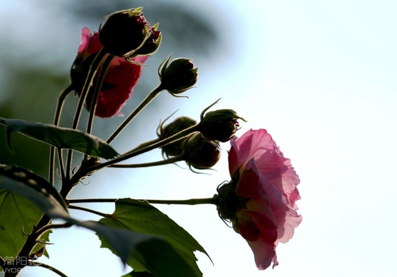 IMG_7815.jpg