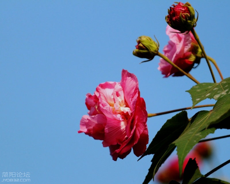 IMG_7817.jpg