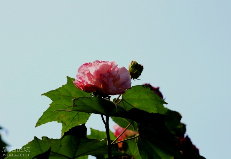 IMG_7819.jpg