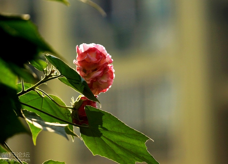 IMG_7828.jpg