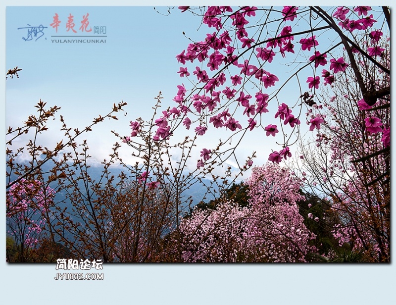 辛夷花——16.jpg