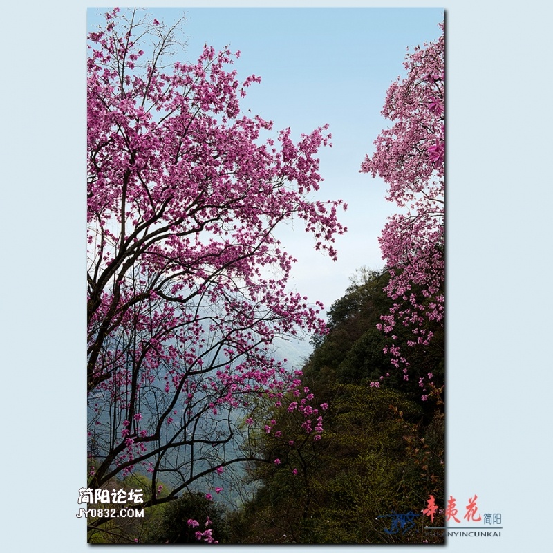 辛夷花——17.jpg