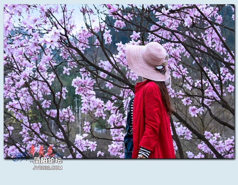 辛夷花——31.jpg