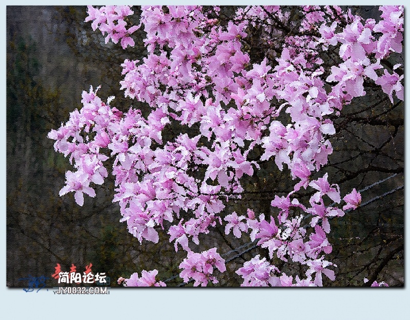 辛夷花——35.jpg