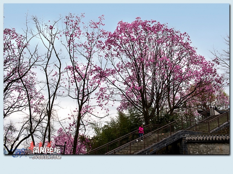辛夷花——36.jpg