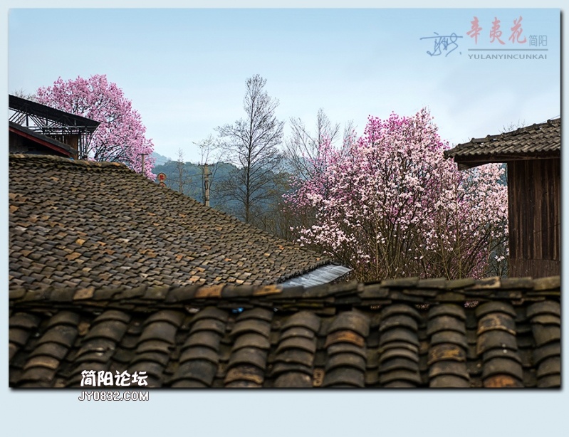 辛夷花——38.jpg