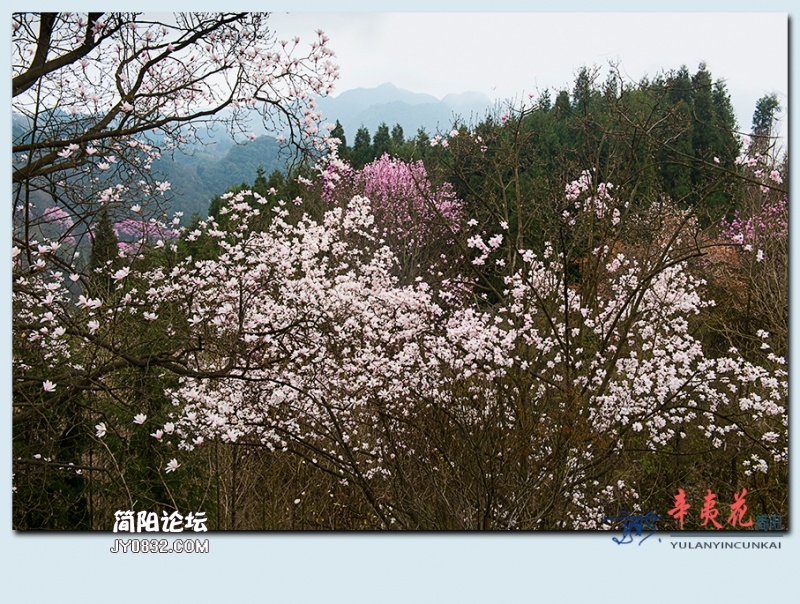 辛夷花——40.jpg
