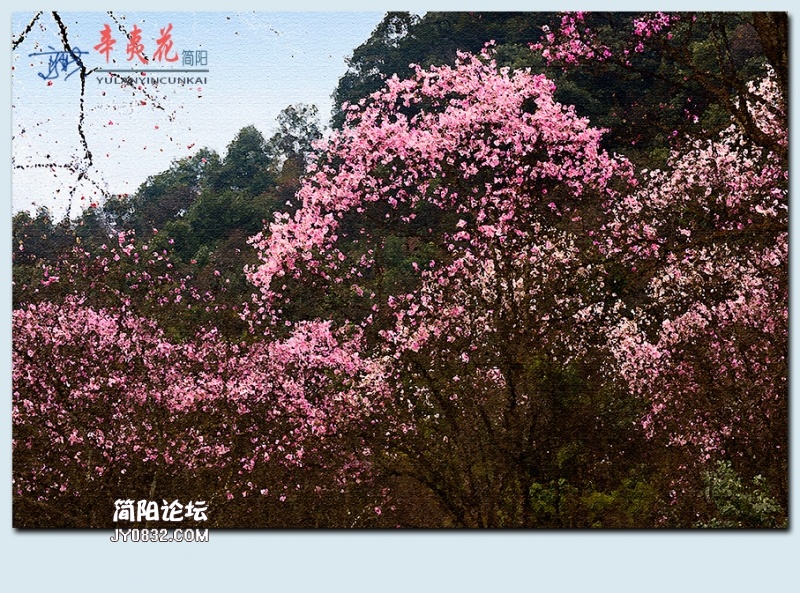 辛夷花——43.jpg