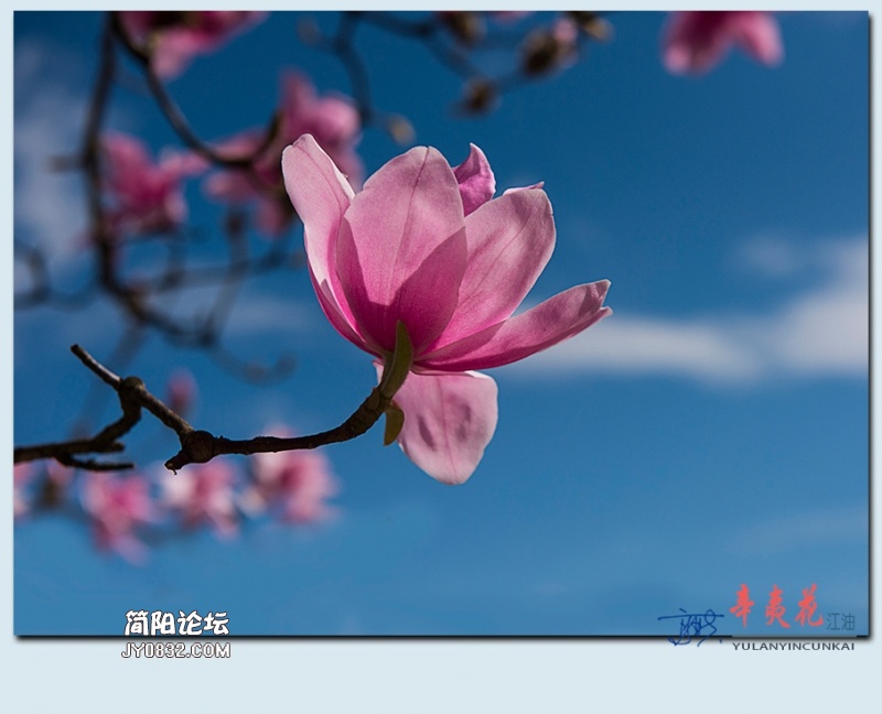 辛夷花——45.jpg