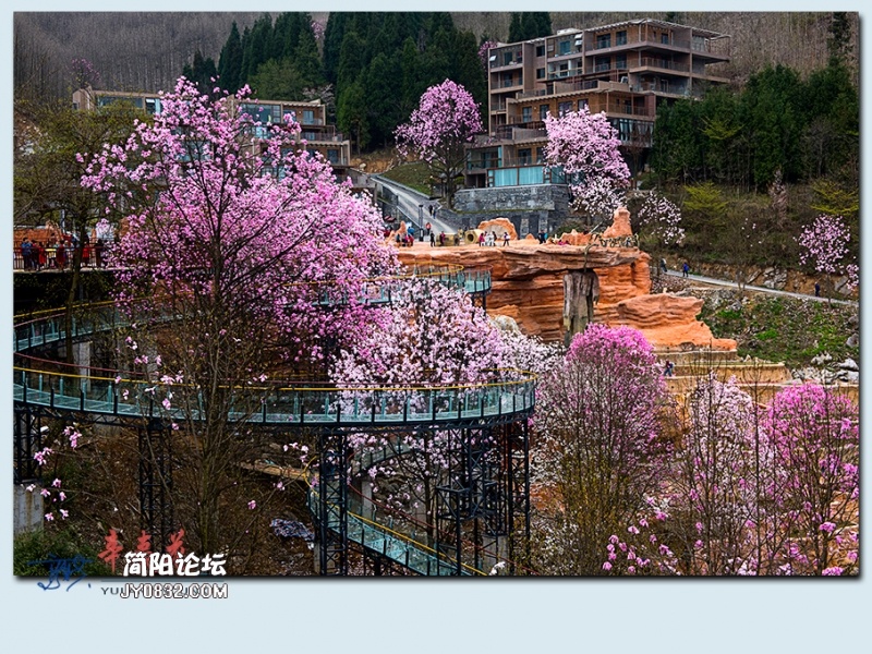 辛夷花——46.jpg