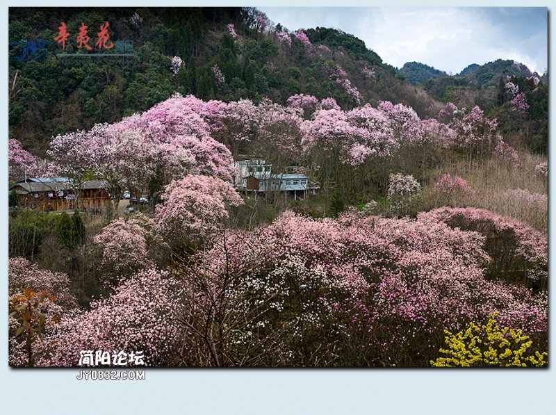辛夷花——48.jpg