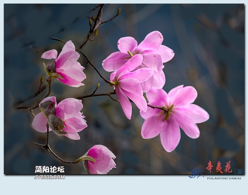 辛夷花——50.jpg