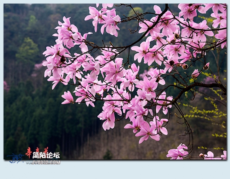 辛夷花——52.jpg