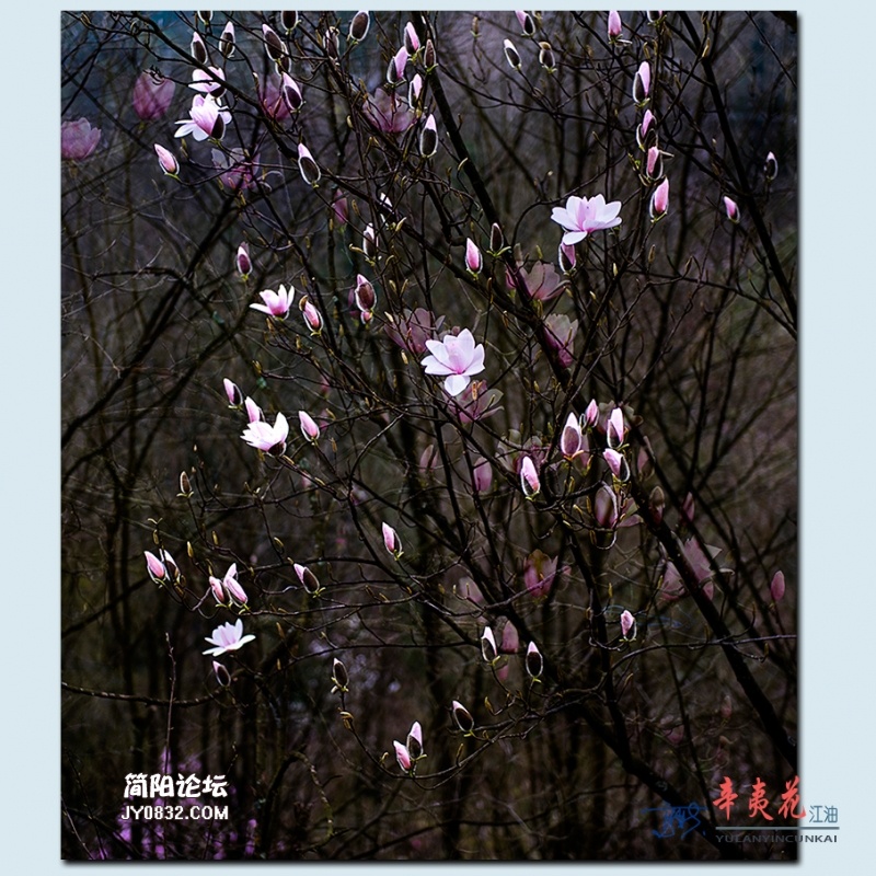 辛夷花——54.jpg