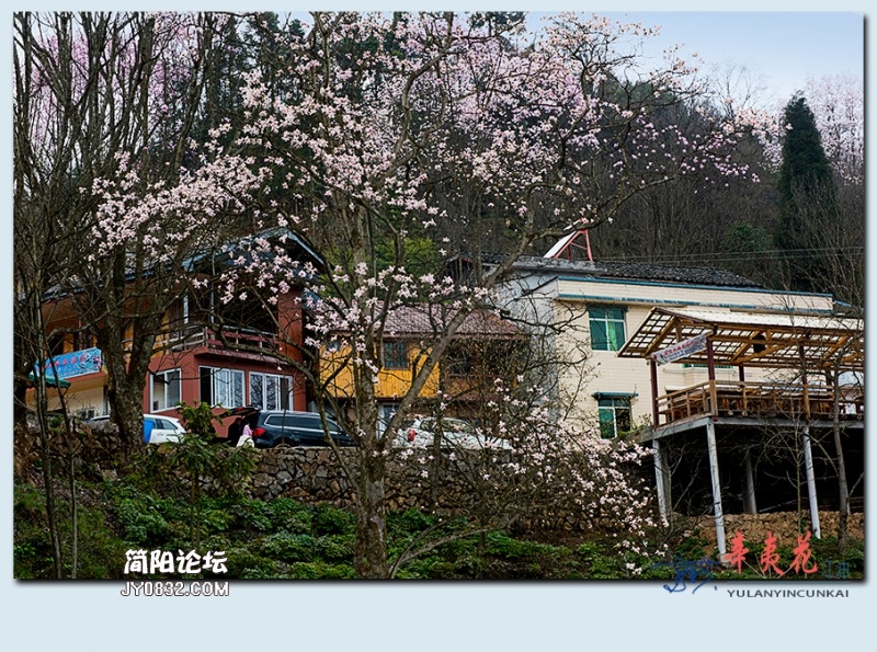辛夷花——55.jpg