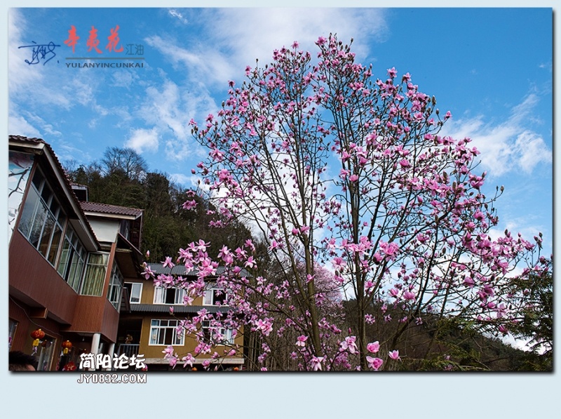 辛夷花——56.jpg