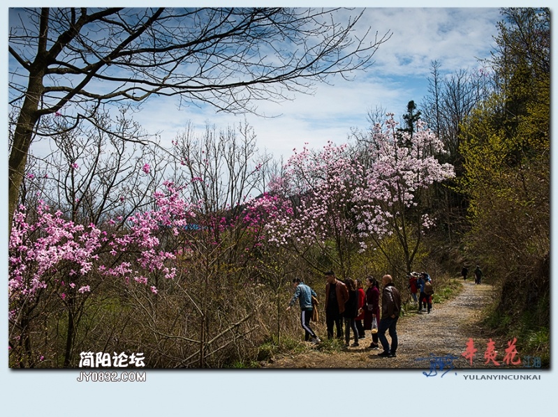 辛夷花——57.jpg