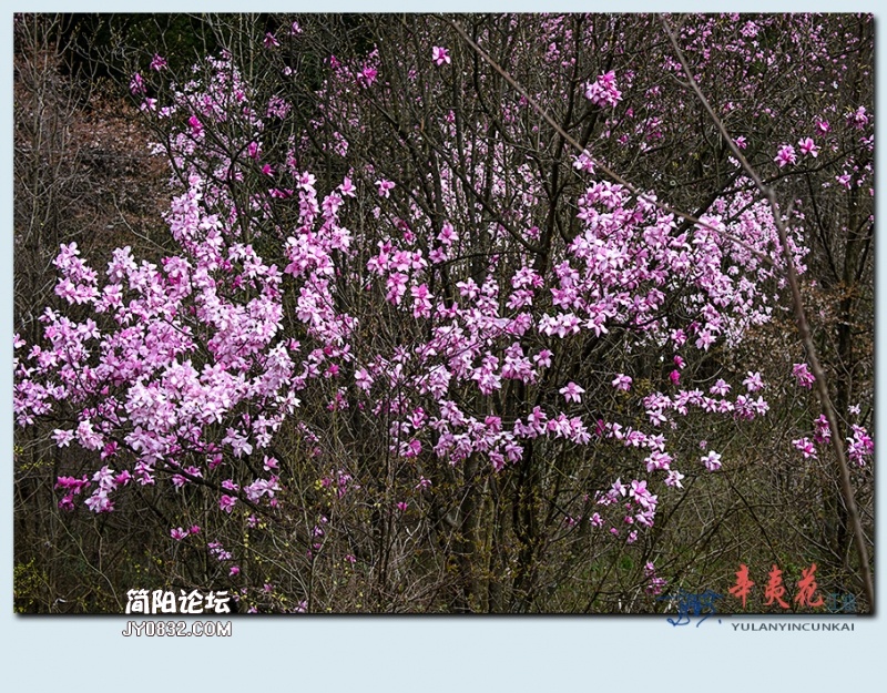 辛夷花——58.jpg