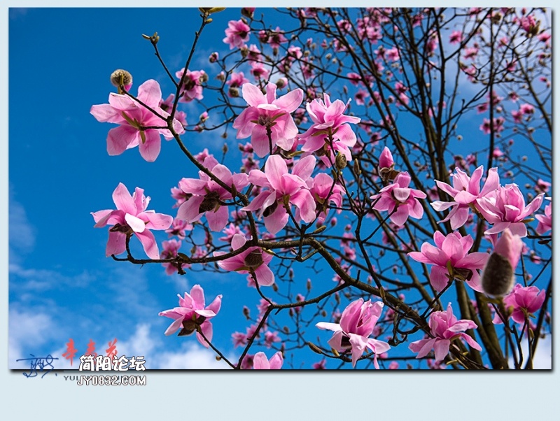 辛夷花——59.jpg