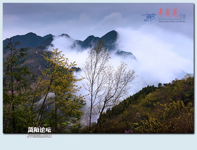 辛夷花——61.jpg
