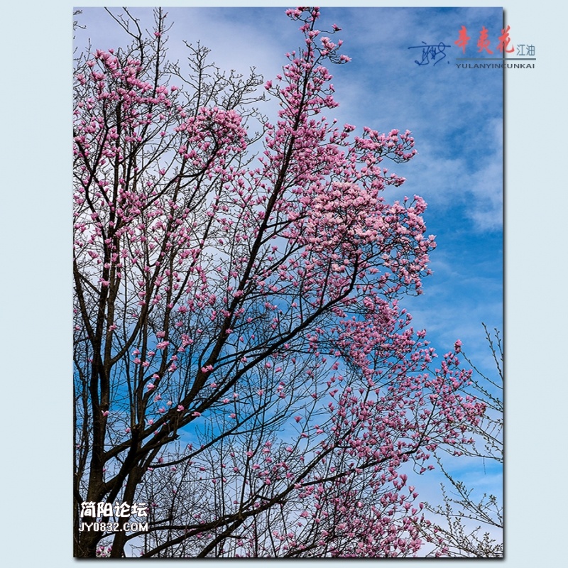 辛夷花——63.jpg