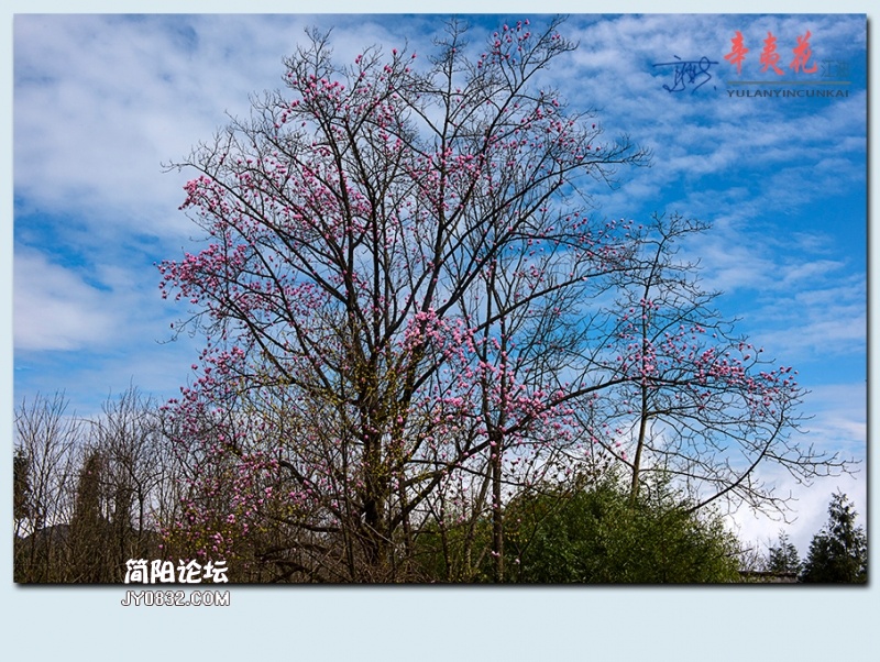 辛夷花——64.jpg