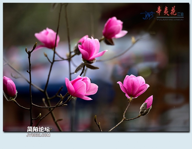 辛夷花——65.jpg