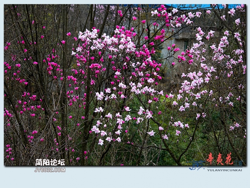 辛夷花——66.jpg