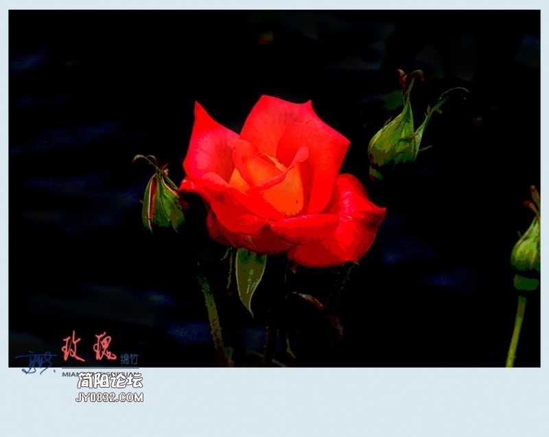 玫瑰——02.jpg